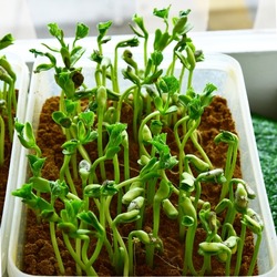 Seeds with young roots sprouting from seeds with green leaves Background showing beginnings to flourish and grow.