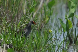 Common Moorhen A bird that walks for food in the grass in the swamp