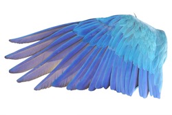 Angel wings isolated on white background. This has clipping path.