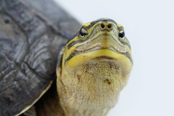 Freshwater Turtle Name : Cuora amboinensis select focus with note and eye on white background. 