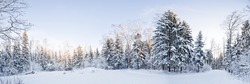 Winter landscape panorama - forest and snow