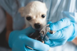 Veterinarian specialist holding small tiny white dog, process of cutting dog claw nails of a small breed dog with a nail clipper tool, close up view of dog's paw, trimming pet dog nails manicure
