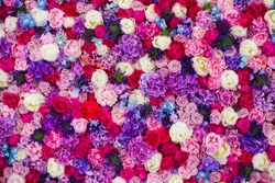 Beautiful wall made of red violet purple flowers, roses, tulips, press-wall, background, valentines day background