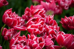 red tulips with raindrops close up