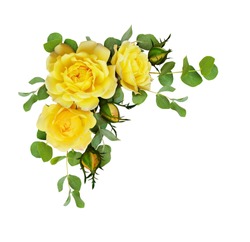 Yellow rose flowers with eucalyptus leaves in a corner arrangement isolated on white background. Flat lay, top view.