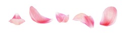 Set of pink peony petals isolated on white