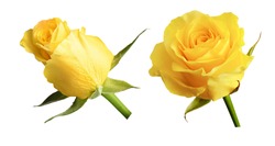 Set of yellow rose flowers isolated on white
