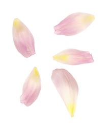 Set of pink tulip petals isolated on white. Top view.