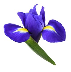 Blue iris flower isolated on white