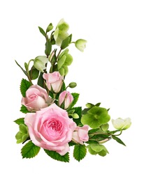 Pink rose flowers and green Helleborus viridis in corner romantic arrangement isolated on white background