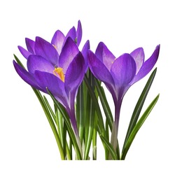 Purple crocus flowers and leaves isolated on white