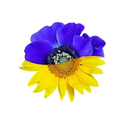 Collaboration with flowers of blue anemone and yellow sunflower isolated on white background. Top view. Concept of Ukrainian flag. 