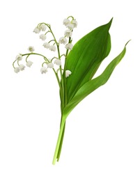 Bouquet of lily of the valley flowers and leaves isolated on white