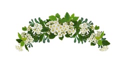 Spring twigs of spirea with small green leaves, flowers and buds in a floral arch arrangement isolated on white. Springtime.