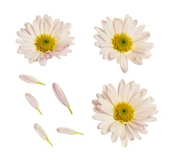	Aster flowers and petals isolated on white