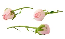 Set of pink rose flowers isolated on white