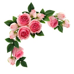 Pink rose flowers and buds circle arrangement isolated on white. Flat lay, top view.