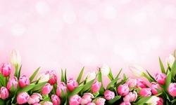Pink tulip flowers border on holiday background