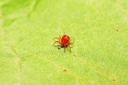 red mite on plant in the wild
