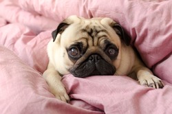 small cute dog breed pug sleeping in master's bed