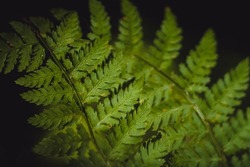 Closeup macro texture of lush green fern leaves in the rainforests of the Pacific Northwest against a dark black background