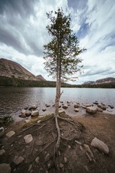 An extreme wide angle of a lone pine tree on the beach of a smooth small lake, under an extremely moody, stormy, cloudy sky