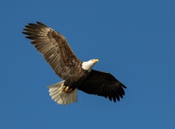 American Bald Eagle Flying with Wings Spread