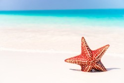 Caribbean tropical beach with a beautiful red starfish in white sand