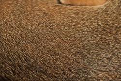Brown cat's fur background cat hair texture close up background Concept for Background, textures and wallpaper Fur cat, hair cat Domestic animal wool texture with copyspace Cat fur pattern.