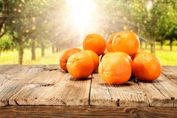 summer day and sun with orange fruits 