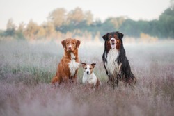 three dogs are sitting in the grass on the field. Australian Shepherd, Jack Russell Terrier and a Nova Scotia Duck Tolling Retriever together
