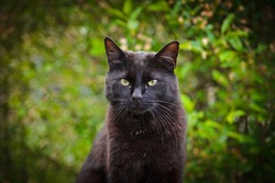 black cat in nature