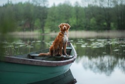 Nova Scotia Retriever, Toller in a boat on the lake. Travel with dog, adventure, trip