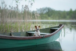 Jack Russell Terrier in a boat on the lake, a dog on the nature, travel