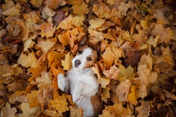 dog in autumn leaves flat lay. lucky jack russell terrier plays