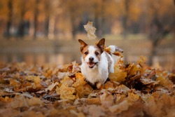 dog in the autumn in the park. happy Jack Russell Terrier in colored leaves on natur