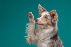 happy dog waves paw. Border Collie on a blue background. Pet in the studio