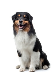 dog on a white background. Happy pet in the studio. Tricolor Australian Shepherd. Photo for design