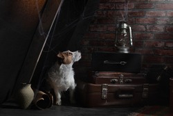 the dog is hiding in the attic. Art photos. Self-isolation, old, dusty. Pet abandoned. Jack Russell Terrier