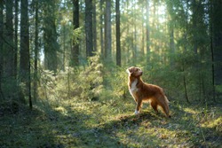 dog in forest on a log . red Nova Scotia Duck Tolling Retriever in nature. nature photo of pets