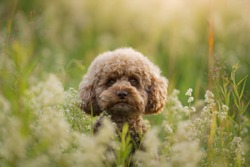 miniature chocolate poodle on the grass. Pet in nature. Cute dog like a toy