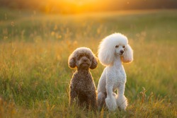 two poodles on the grass. Pet in nature. Cute dog like a toy