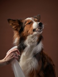 funny muzzle border collie on brown background. cool dog catches a piece. pet in photo studio