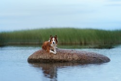 The dog lies on a stone on the sea. Vacation with a pet. Red and white border collie