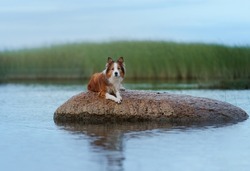 The dog on a stone on the sea. Vacation with a pet. Red and white border collie