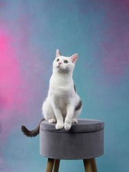 beautiful white cat with black spots on a colored background. Pet in a photo studio on a pouffe.