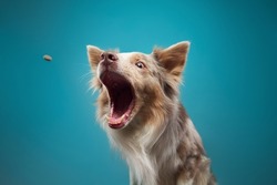 funny dog on blue background. Happy border collie catch food, open mouth, action, movement. pet portrait in studio 