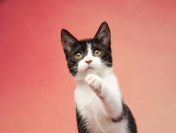 black and white kitten on a colored background. young funny cute cat in the studio