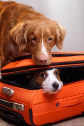 Two dogs are going on vacation, a small dog is hiding in a suitcase