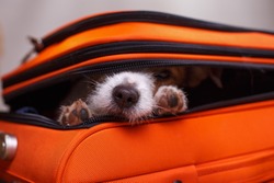 a small dog is hiding in a suitcase. Jack Russell Terrier looks out